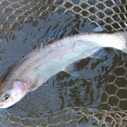 大安トラウトレイク釣果